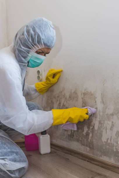 Asbestos and Lead Testing During Mold Inspection in Susanville, CA