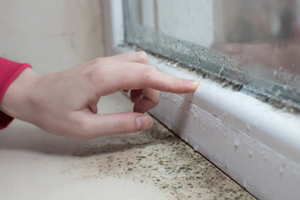 Best Water Damage & Mold Remediation  in Susanville, CA